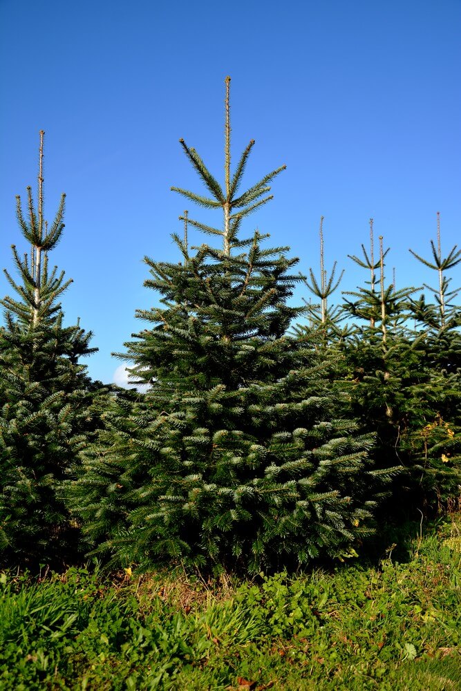 Producteur sapin nordmann Bretagne Sapinière Bleuzen