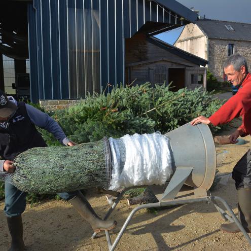 Mise sous filet du sapin