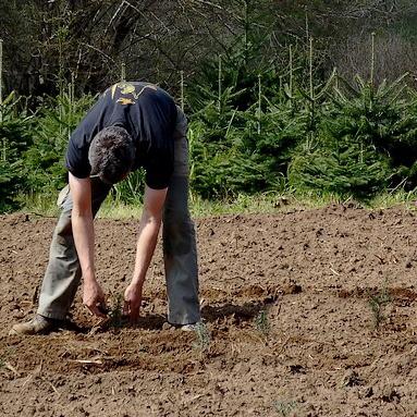 Plantation des sapins